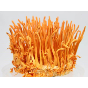 Quy trình nuôi trồng và thu hoạch đông trùng hạ thảo